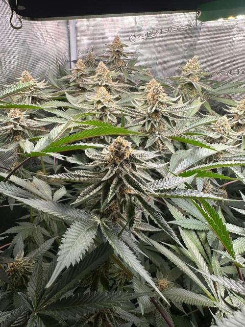 Rote Pille & Walzer White @V-Cut. Week 10 - RP