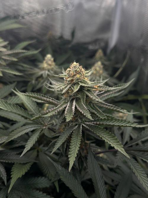 Rote Pille & Walzer White @V-Cut. Week 10 - RP