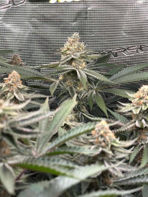 Rote Pille & Walzer White @V-Cut. Week 10 - WW
