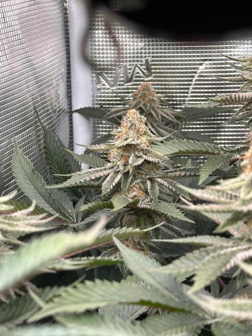 Rote Pille & Walzer White @V-Cut. Week 10 - RP