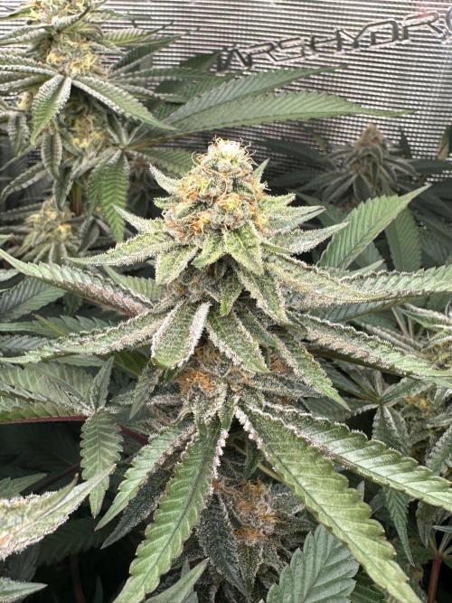 Rote Pille & Walzer White @V-Cut. Week 10