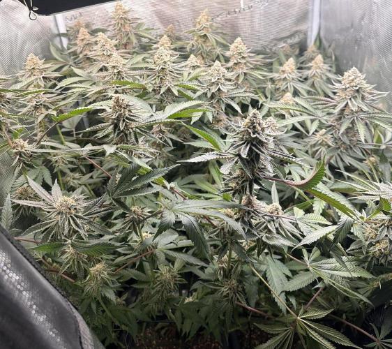 Rote Pille & Walzer White @V-Cut. Week 11