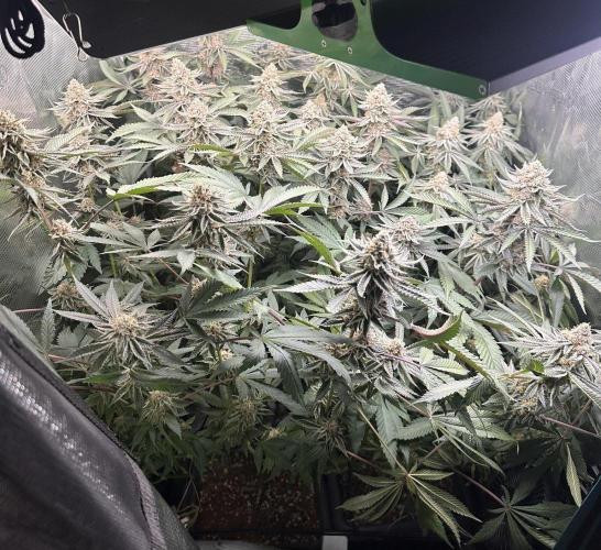Rote Pille & Walzer White @V-Cut. Week 11