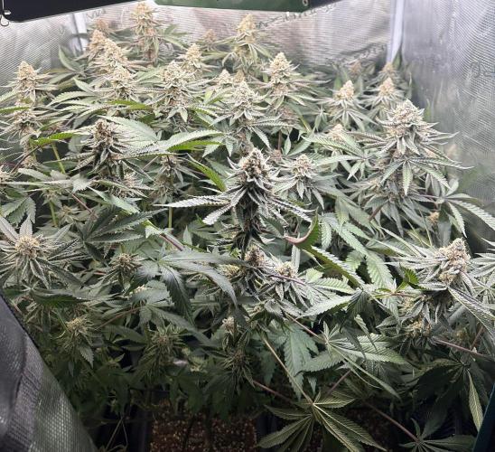 Rote Pille & Walzer White @V-Cut. Week 11