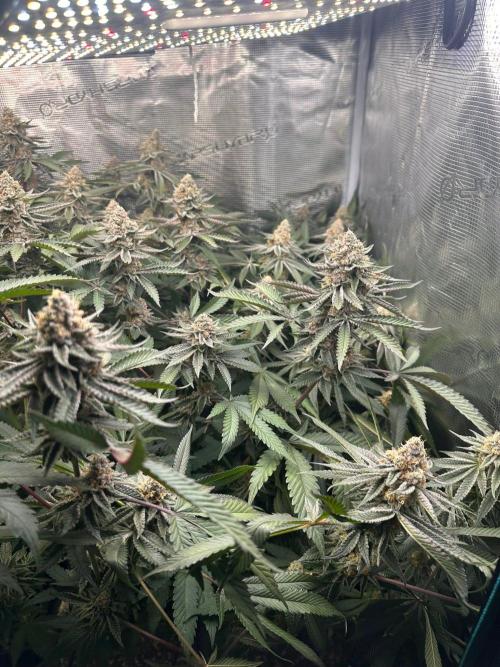 Rote Pille & Walzer White @V-Cut. Week 11
