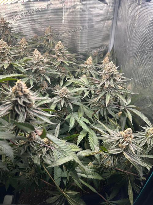 Rote Pille & Walzer White @V-Cut. Week 11
