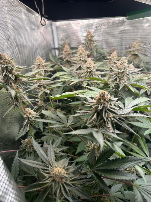 Rote Pille & Walzer White @V-Cut. Week 11