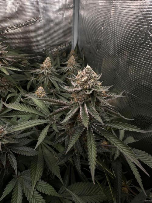 Rote Pille & Walzer White @V-Cut. Week 11
