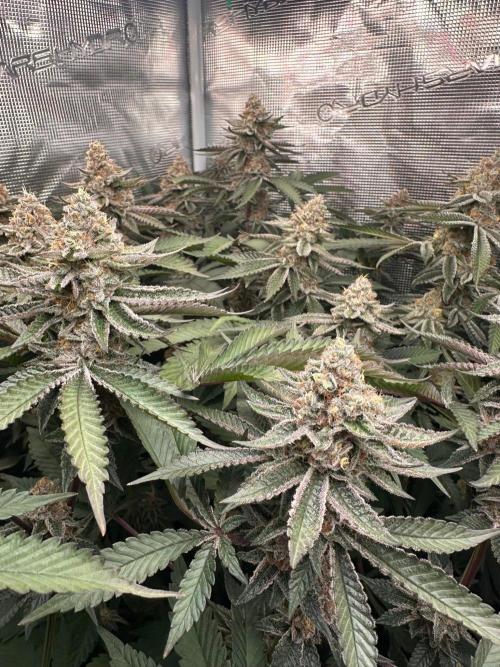 Rote Pille & Walzer White @V-Cut. Week 11