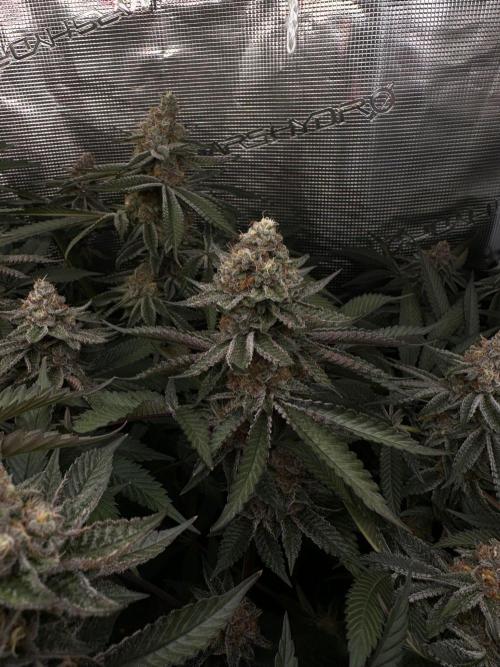 Rote Pille & Walzer White @V-Cut. Week 11