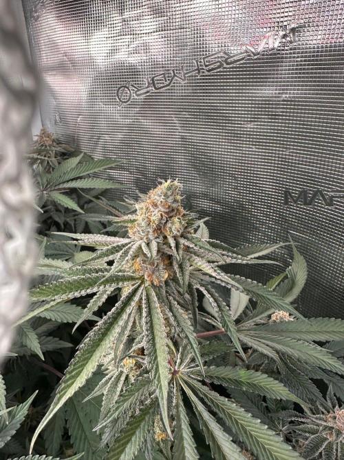 Rote Pille & Walzer White @V-Cut. Week 11