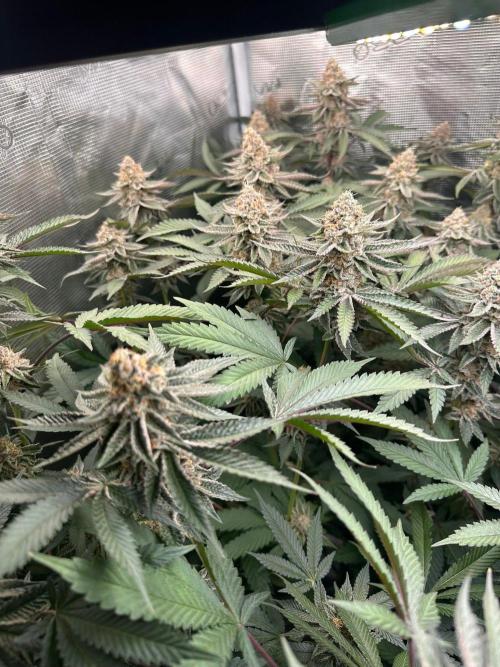 Rote Pille & Walzer White @V-Cut. Week 11