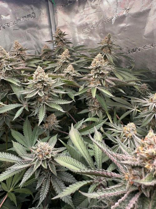 Rote Pille & Walzer White @V-Cut. Week 11