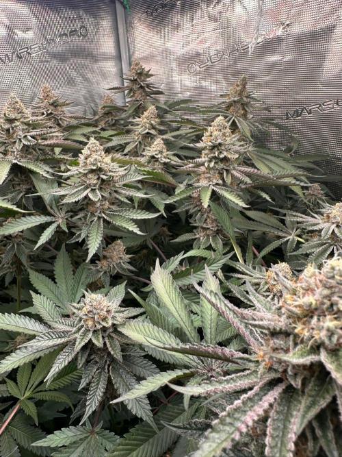 Rote Pille & Walzer White @V-Cut. Week 11