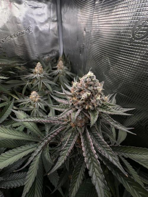 Rote Pille & Walzer White @V-Cut. Week 11