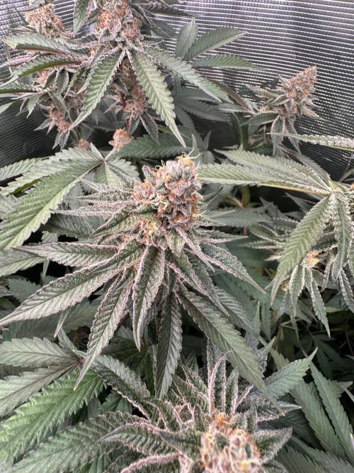 Rote Pille & Walzer White @V-Cut. Week 11