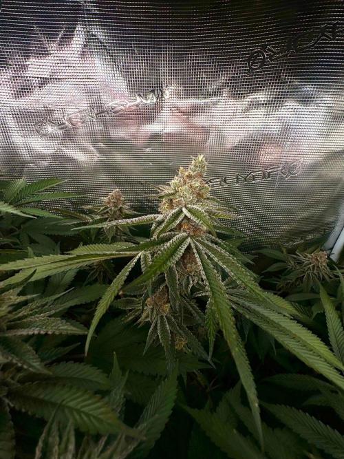 Rote Pille & Walzer White @V-Cut. Week 11