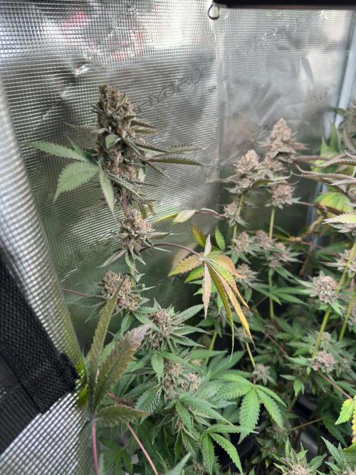 Rote Pille & Walzer White @V-Cut. Week 13