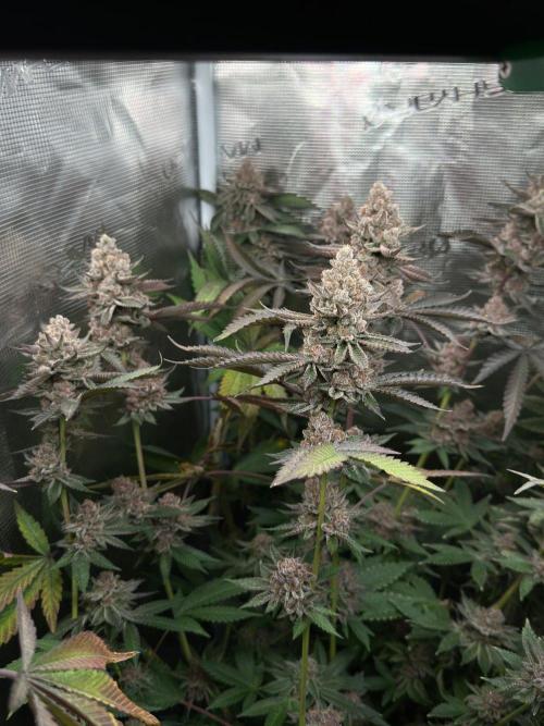 Rote Pille & Walzer White @V-Cut. Week 13