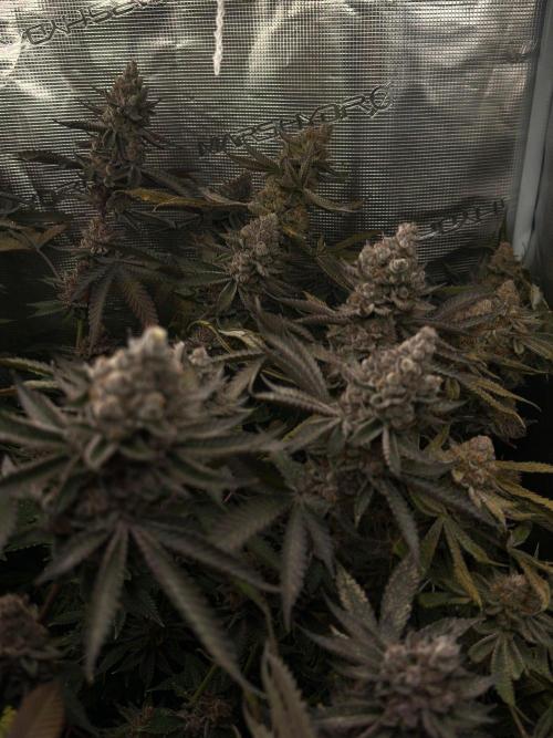 Rote Pille & Walzer White @V-Cut. Week 13