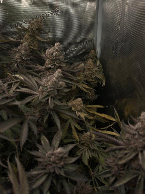 Rote Pille & Walzer White @V-Cut. Week 13