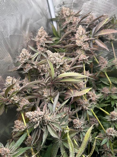 Rote Pille & Walzer White @V-Cut. Week 13