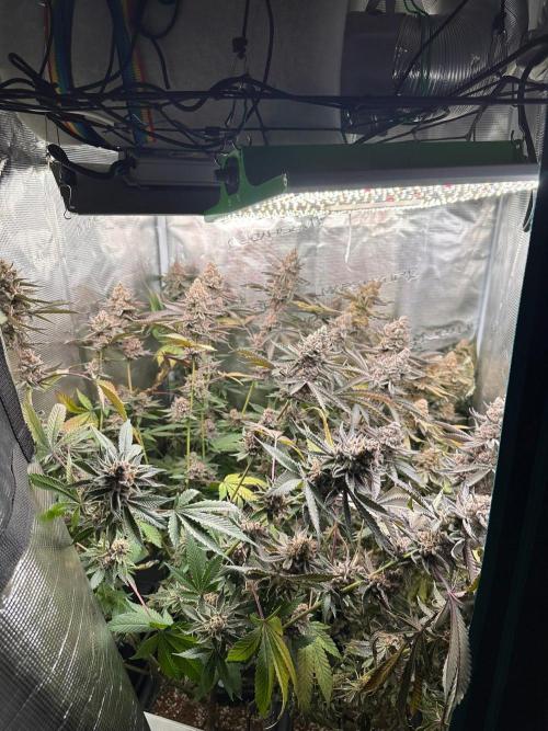 Rote Pille & Walzer White @V-Cut. Week 13