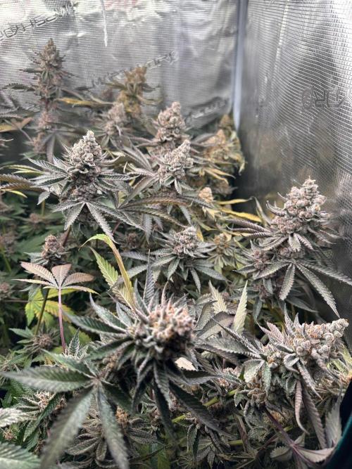 Rote Pille & Walzer White @V-Cut. Week 13