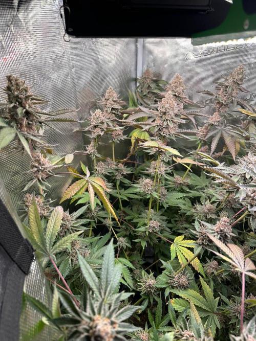 Rote Pille & Walzer White @V-Cut. Week 13