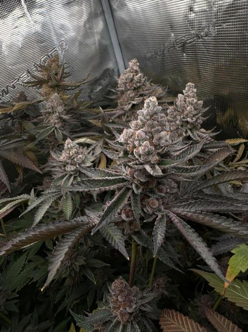 Rote Pille & Walzer White @V-Cut. Week 13