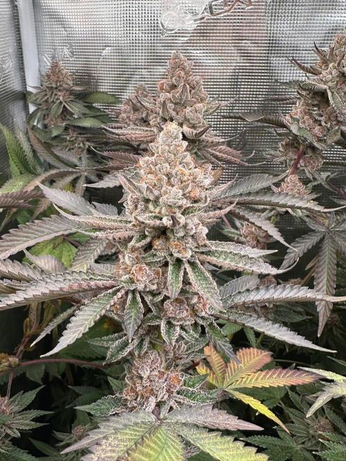Rote Pille & Walzer White @V-Cut. Week 13