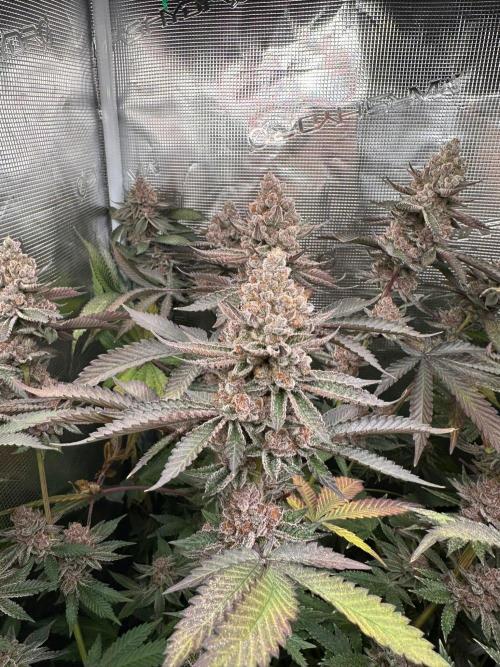 Rote Pille & Walzer White @V-Cut. Week 13