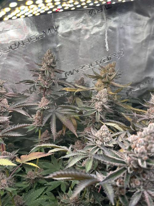 Rote Pille & Walzer White @V-Cut. Week 13