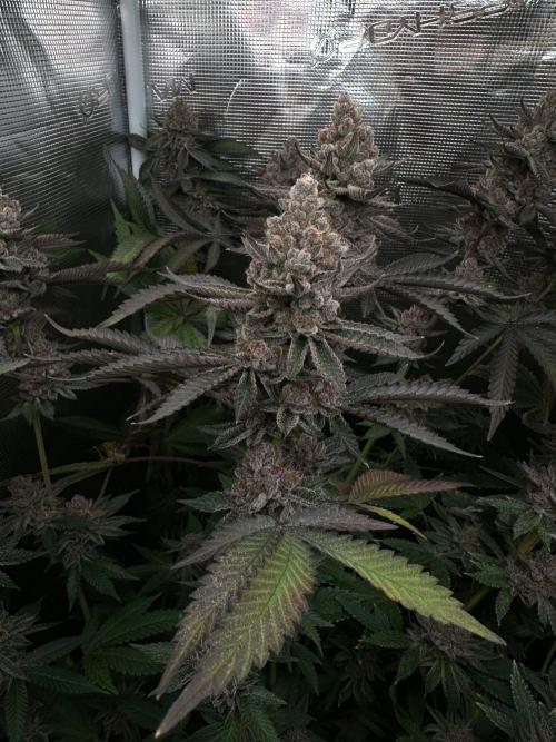 Rote Pille & Walzer White @V-Cut. Week 13