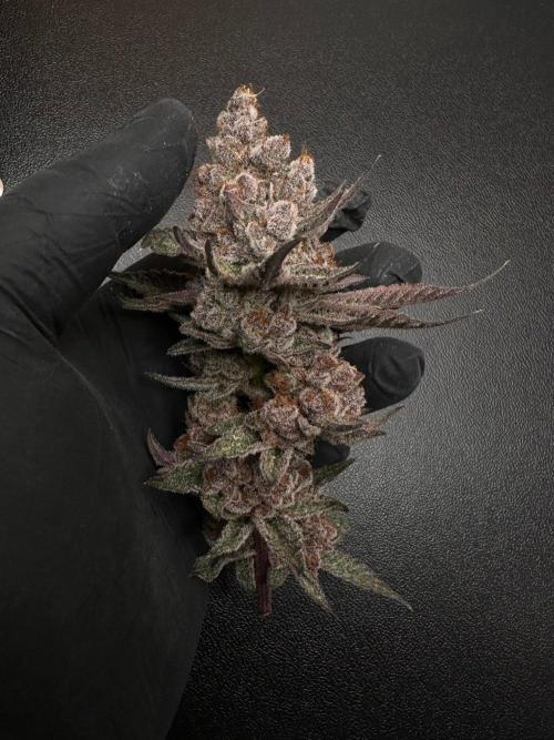 Rote Pille & Walzer White @V-Cut. Week 14