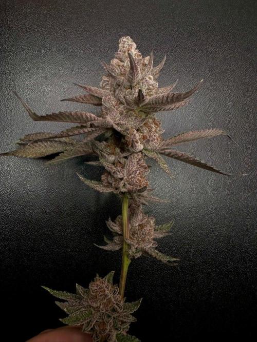 Rote Pille & Walzer White @V-Cut. Week 14