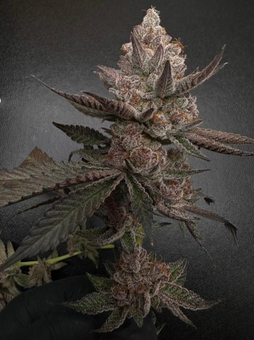 Rote Pille & Walzer White @V-Cut. Week 14
