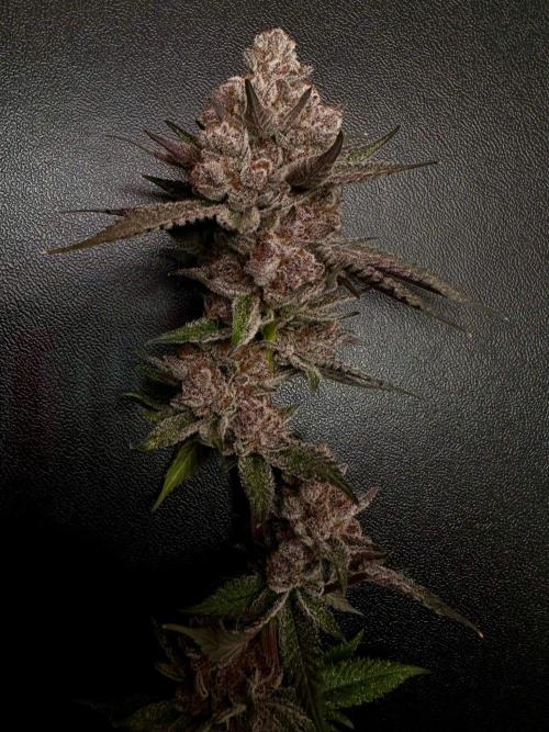 Rote Pille & Walzer White @V-Cut. Week 14