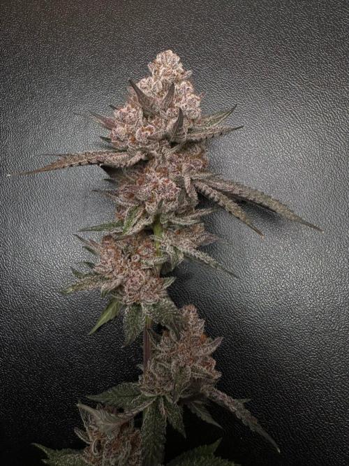 Rote Pille & Walzer White @V-Cut. Week 14