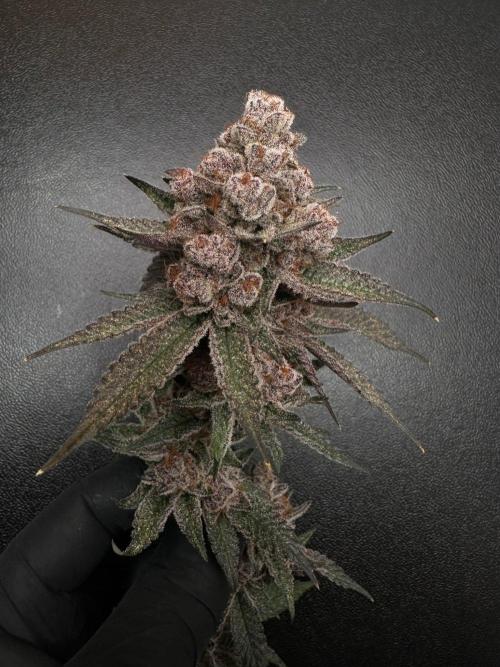 Rote Pille & Walzer White @V-Cut. Week 14