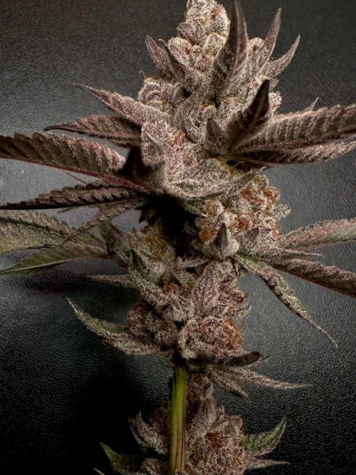 Rote Pille & Walzer White @V-Cut. Week 14