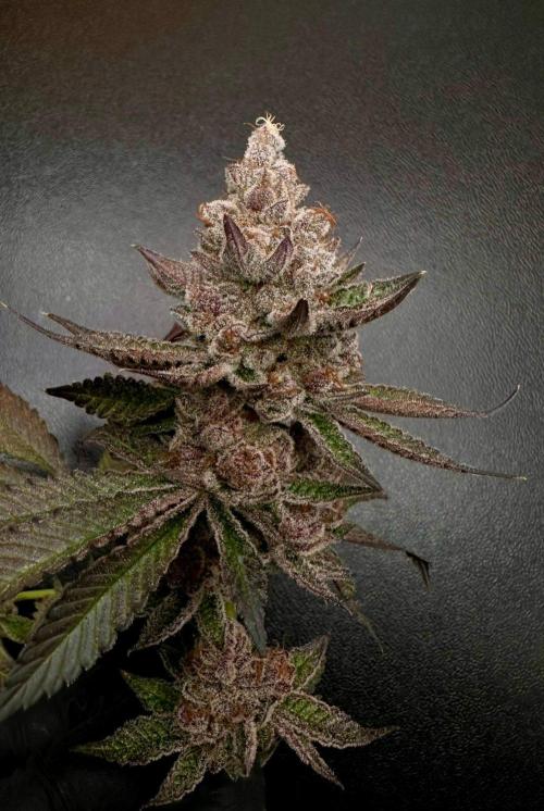 Rote Pille & Walzer White @V-Cut. Week 14