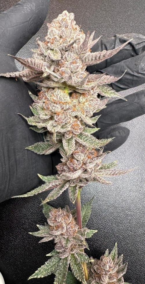 Rote Pille & Walzer White @V-Cut. Week 14