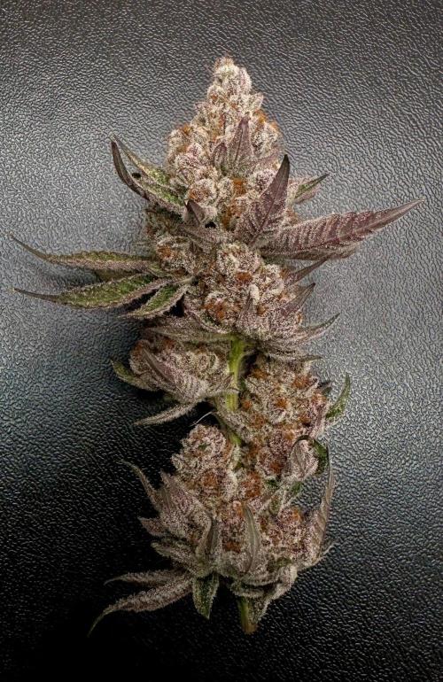 Rote Pille & Walzer White @V-Cut. Week 14
