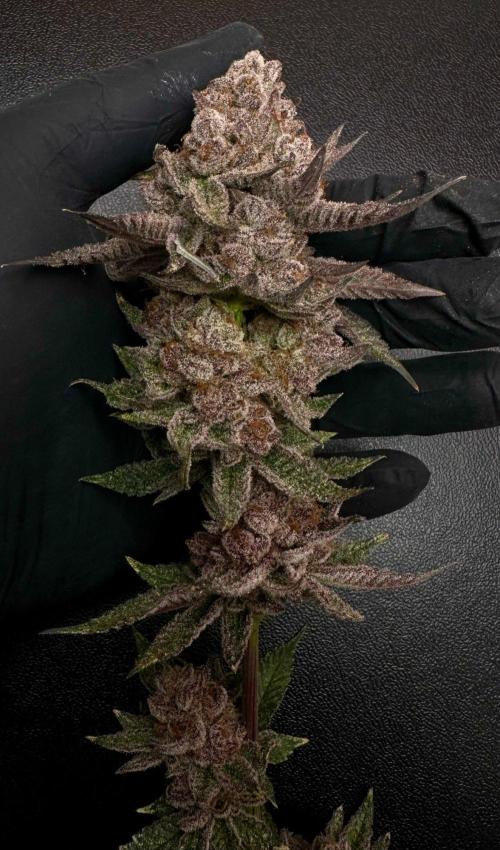 Rote Pille & Walzer White @V-Cut. Week 14
