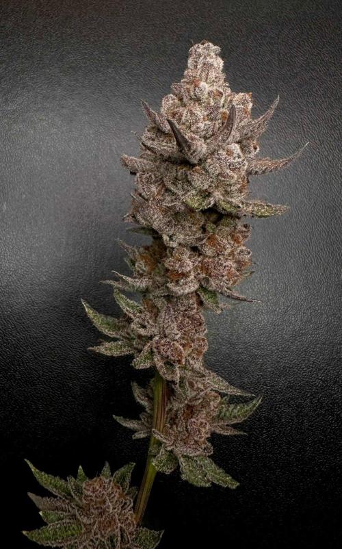 Rote Pille & Walzer White @V-Cut. Week 14