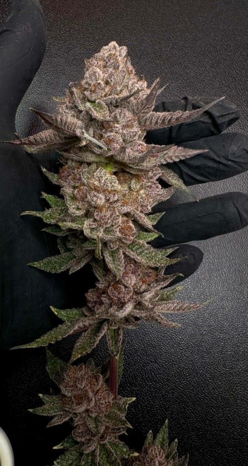 Rote Pille & Walzer White @V-Cut. Week 14