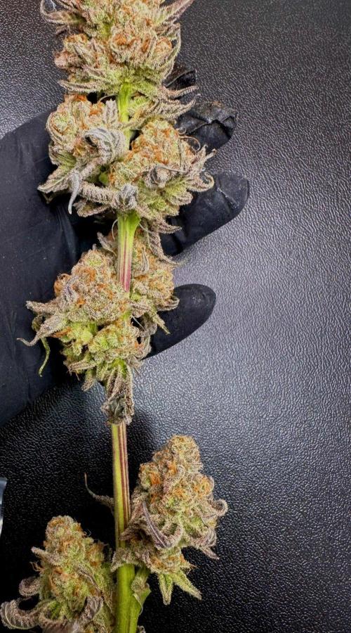 Rote Pille & Walzer White @V-Cut. Week 14