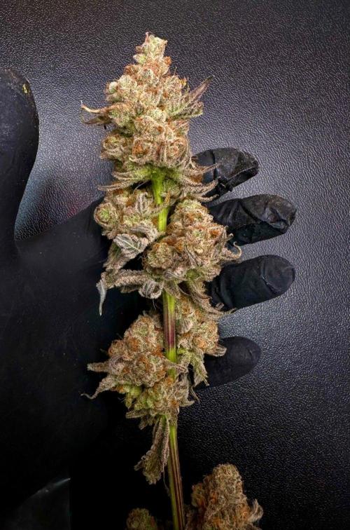 Rote Pille & Walzer White @V-Cut. Week 14
