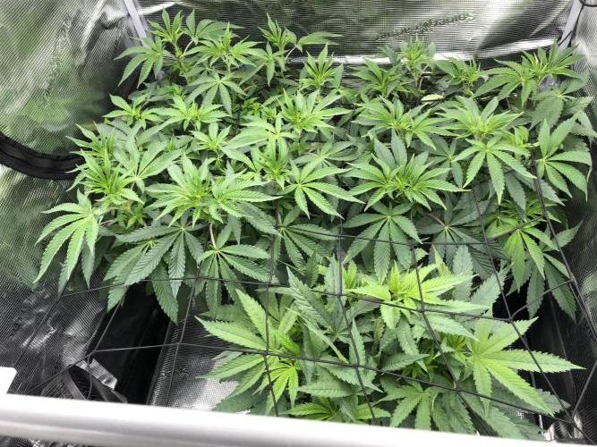 Sour Blucci 🍋 #1. Week 7